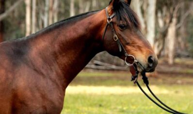Australian-Stock-Horse-Stallions Australian-Stock-Horse-Stallions